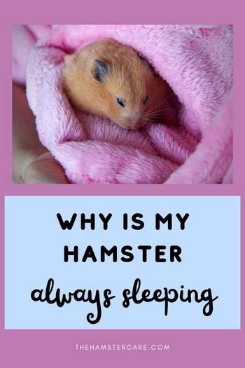 Why Is My Hamster Always Sleeping: 5 Reasons and 7 Solutions.